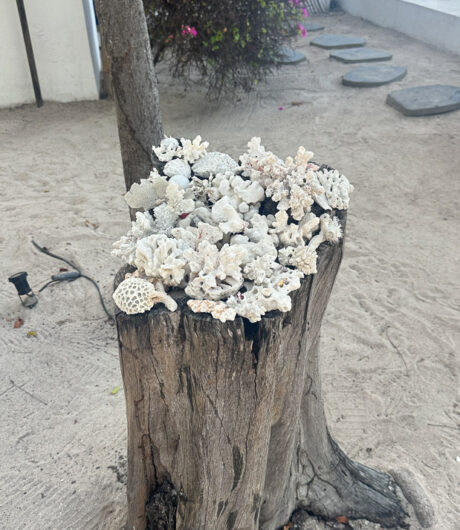 Korallenbruchstücke auf Baumstumpf