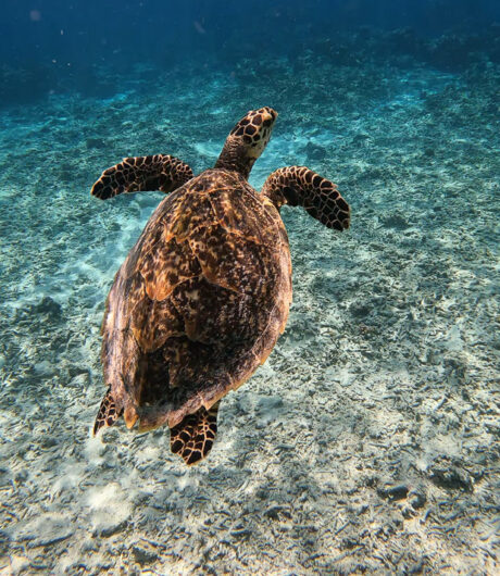 Gili Inseln Schildkröte