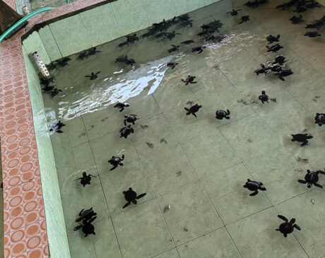 Kleine Schildkröten in einem Becken zur Aufzucht