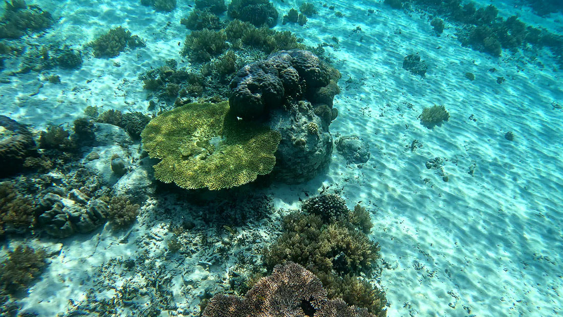 Fächerkoralle in gelb am Meeresboden auf Gili Meno