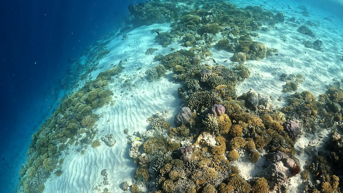 Korallen an der Riffkante mit Sandboden auf den Gili Inseln
