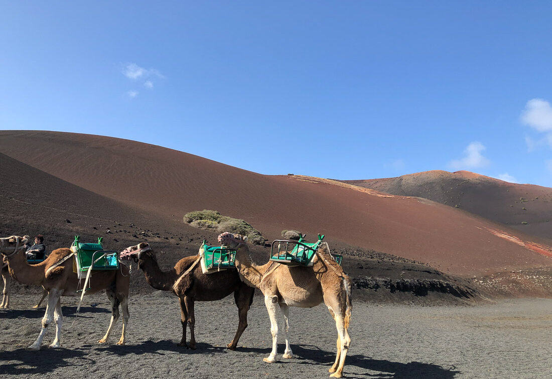 Ausblick auf Lanzarote Timanfaya Vulkanlandschaft mit Kamelen im Vordergrund