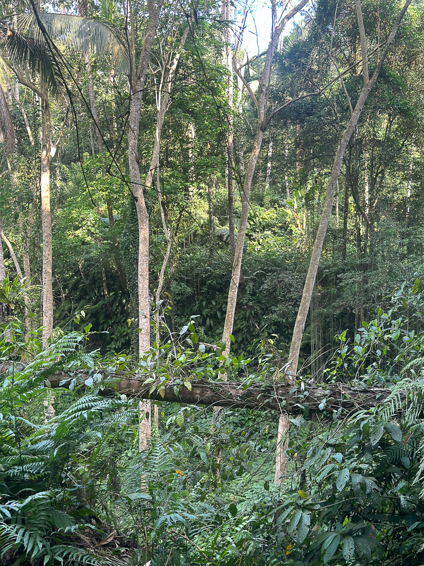 Umgestürzter Baum im Dschungel