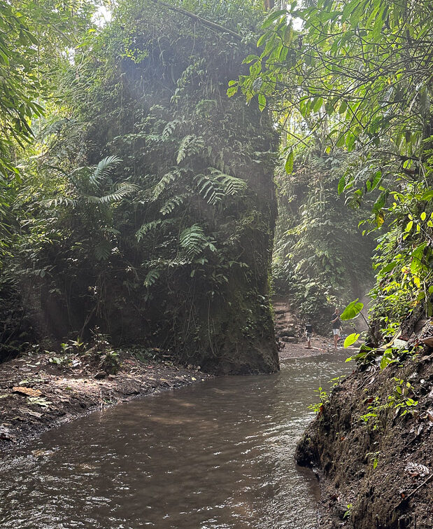 Blick auf den Dschungel mit Fluss und Ufer