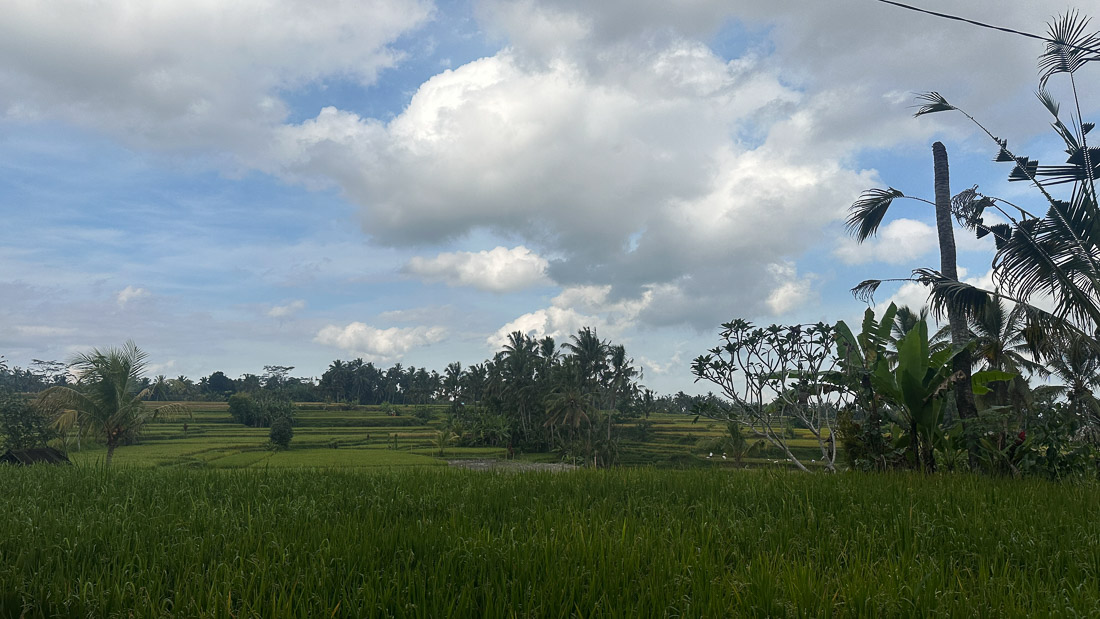 Reisfelder im Ort Kenderan, Bali