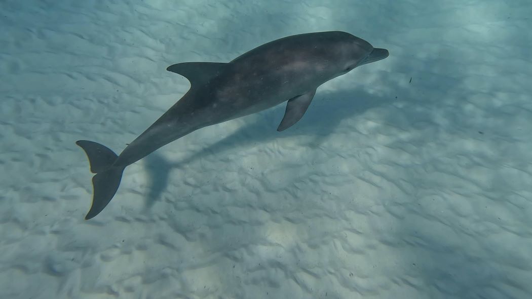 Delfin vor Mnemba Island Sansibar