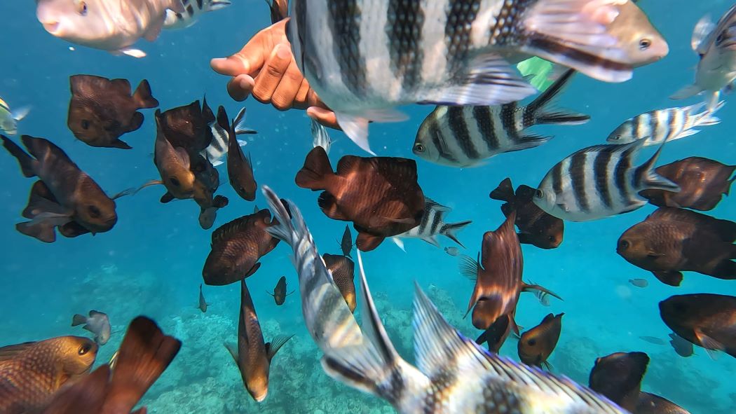 Mnemba Island Schnorcheln unter Wasser mit vielen Fischen