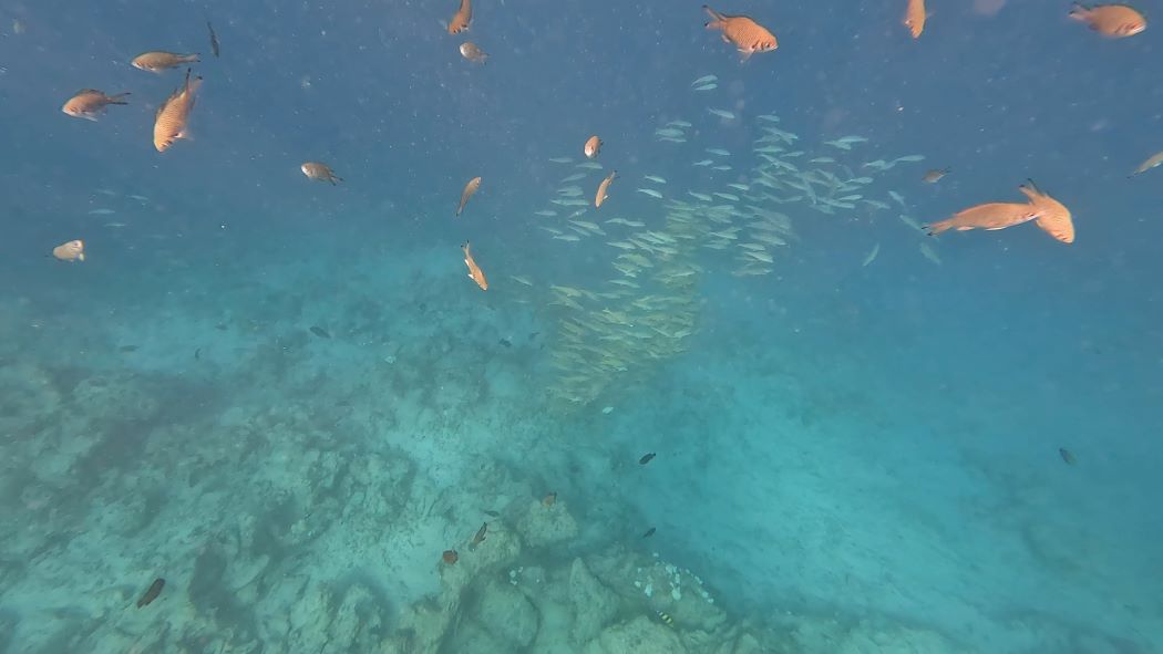 Mnemba Island Schnorchelspot unter Wasser mit Fischen