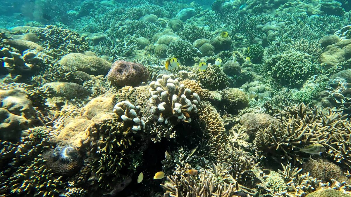 Korallen Nusa Penida und Fische