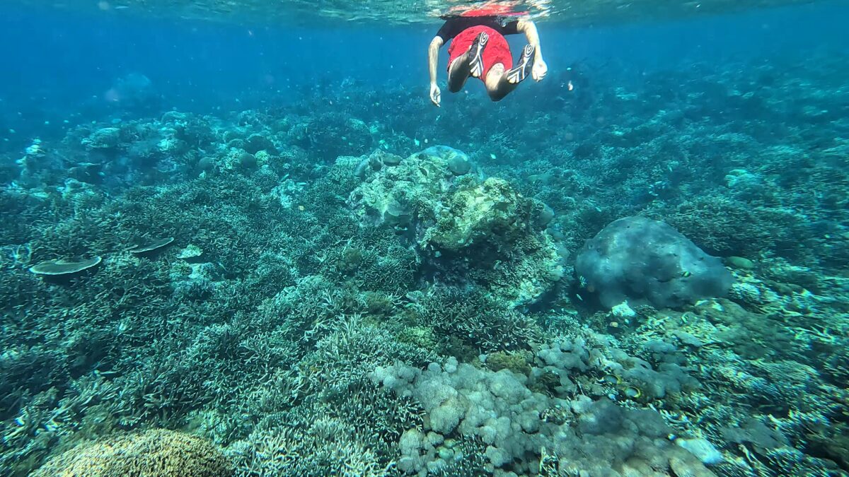 Nusa Penida Unterwasser