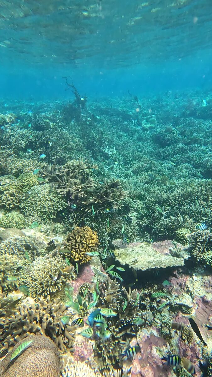 Nusa Penida Unterwasser