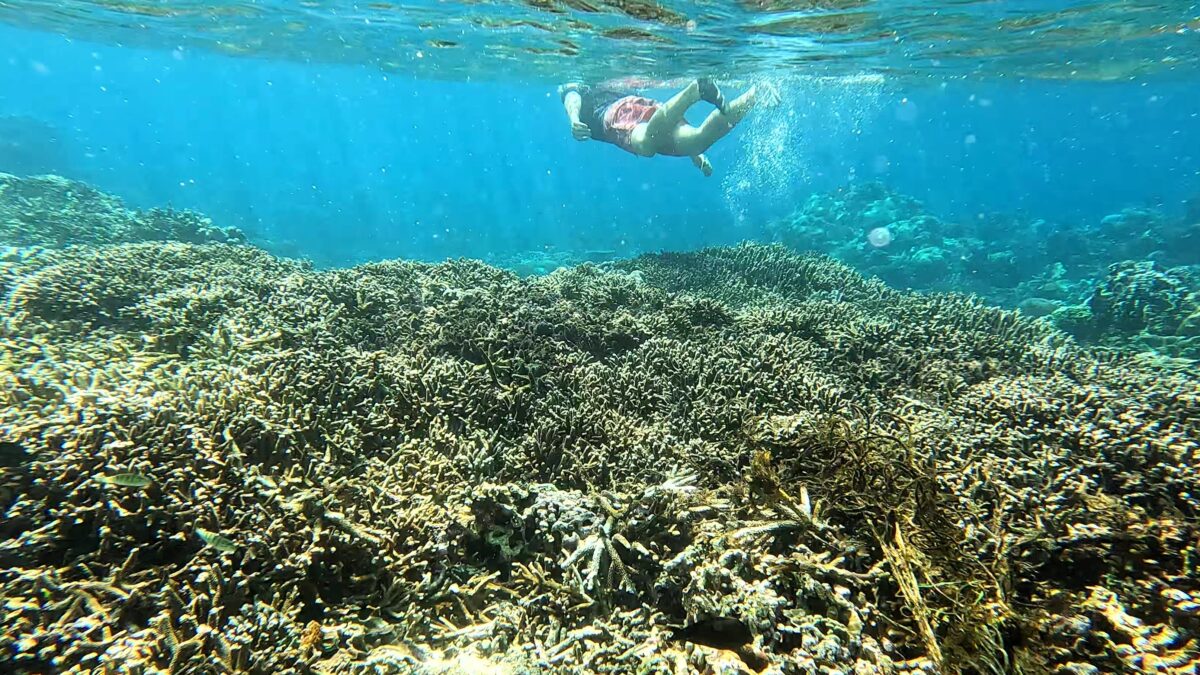 Nusa Penida Unterwasser Basti