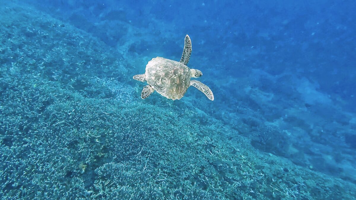 Schnorcheln Nusa Penida Schildkröte