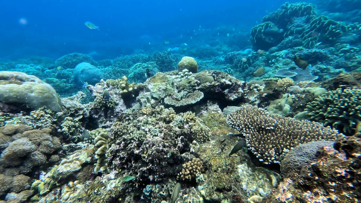 Schnorcheln Nusa Penida Gamat Bay Crystal Bay Korallen