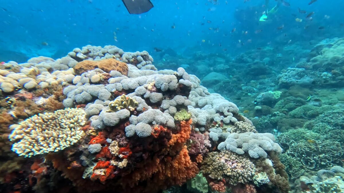 Schnorcheln Nusa Penida Gamat Bay