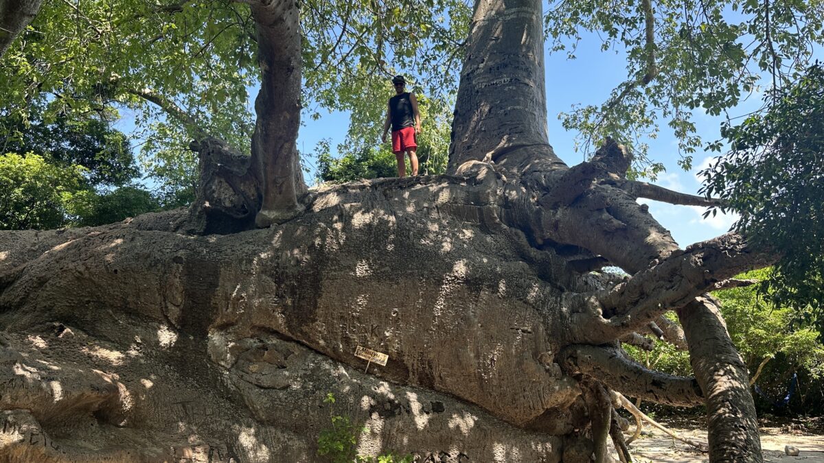 Baobab Tree Sansibar Ausflug Blue Safari