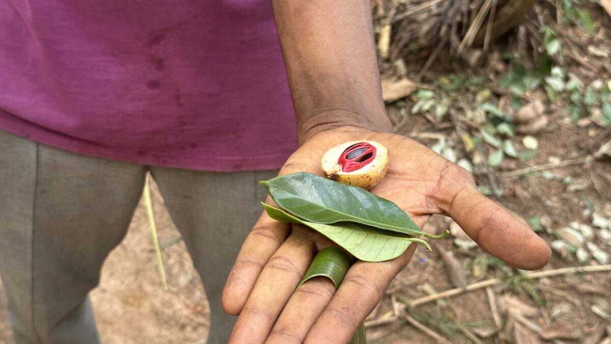 Sansibar Ausflüge Spice Farm