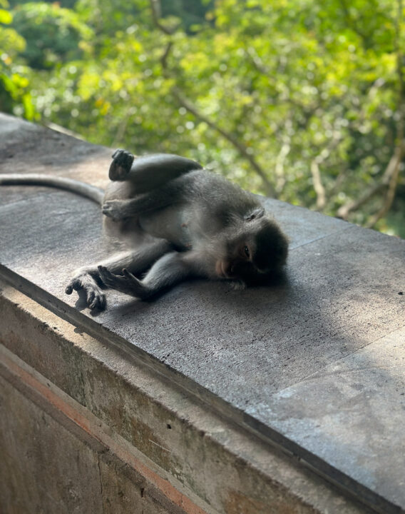 Bali Affen im Monkey Forest Bali