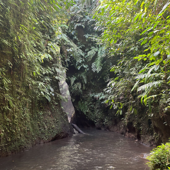 Blick auf den Dschungel mit Fluss