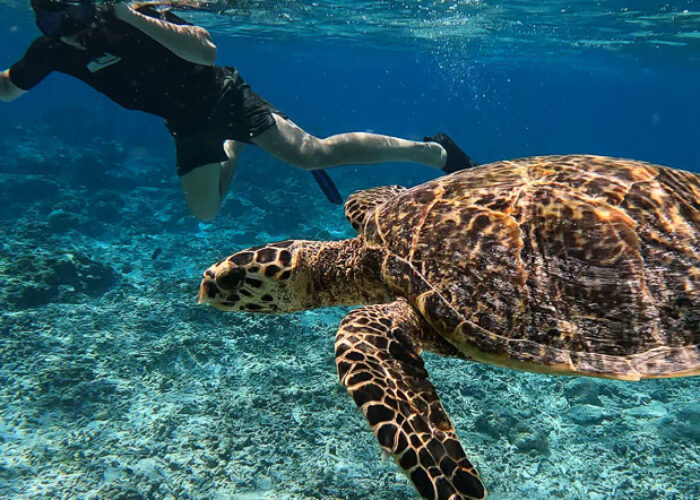 Basti beim Schnorcheln Gili Inseln mit Meeresschildkröte im Vordergrund