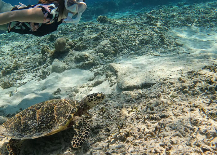 Julia beim Schnorcheln mit Meeresschildkröte im Vordergrund