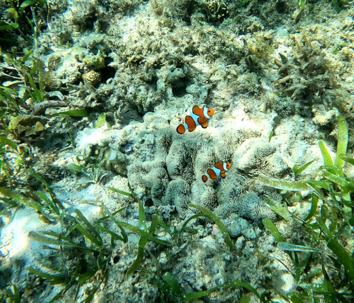 Clownfische in Anemone beim Schnorcheln Gili Air mit Seegras