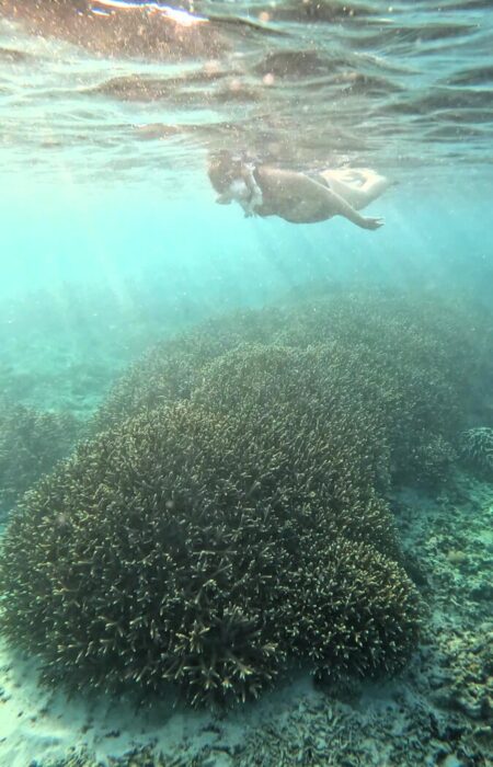 Korallen Nusa Penida