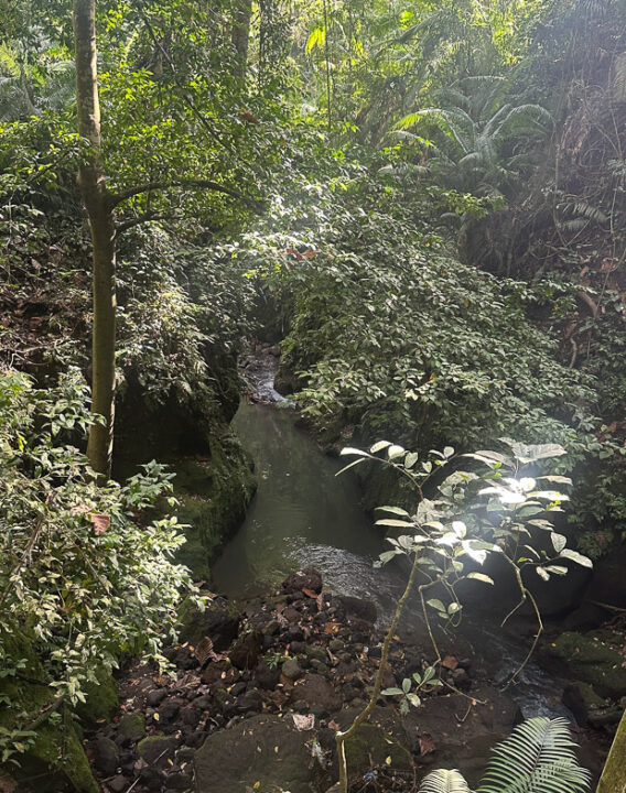 Sacred Monkey Forest Bali mit Fluss