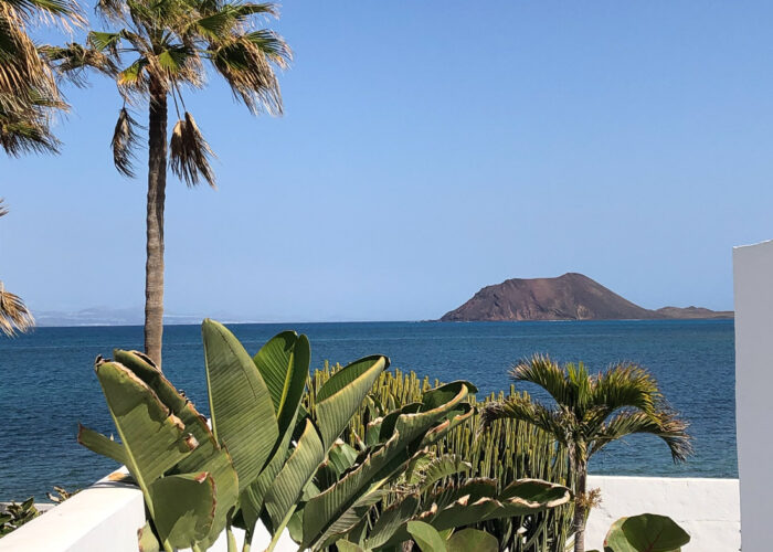 Fuerteventura Aussicht aufs Meer mit Palmen im Vordergrund