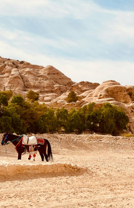 Arabisch geschmücktes Pferd vor Gebirge in Petra, Jordanien